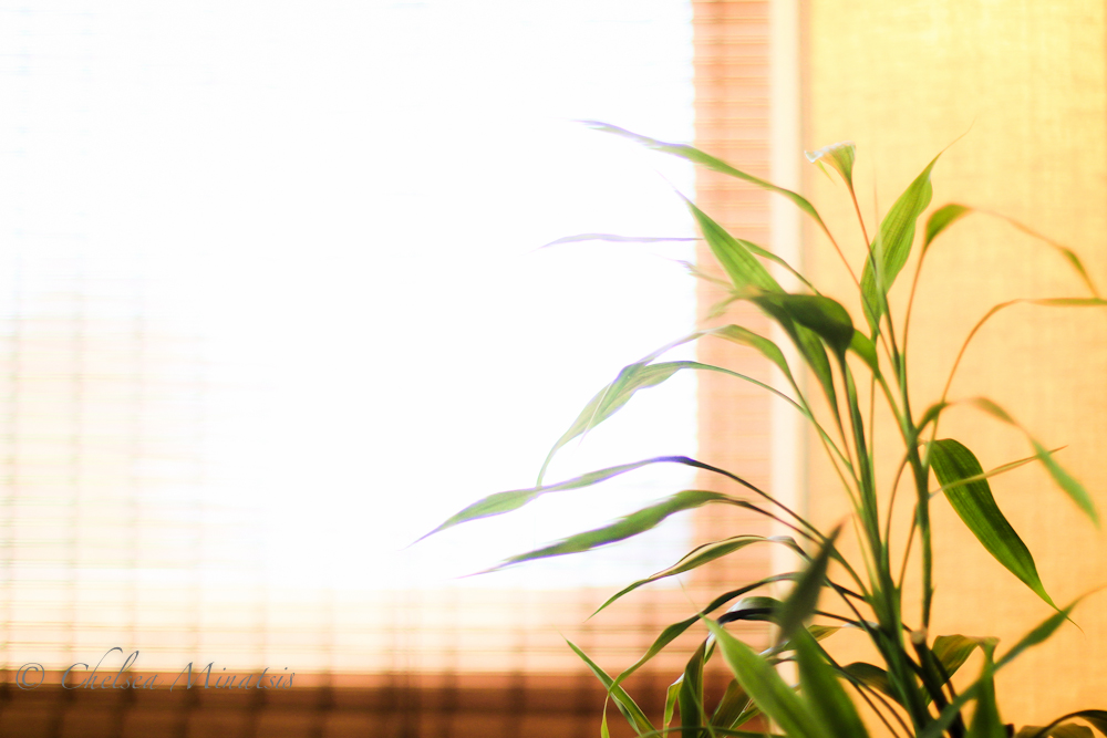 Indoor bamboo plant